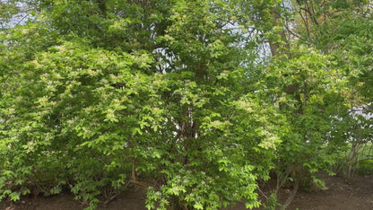 Sleeve Case - Light Phone 3